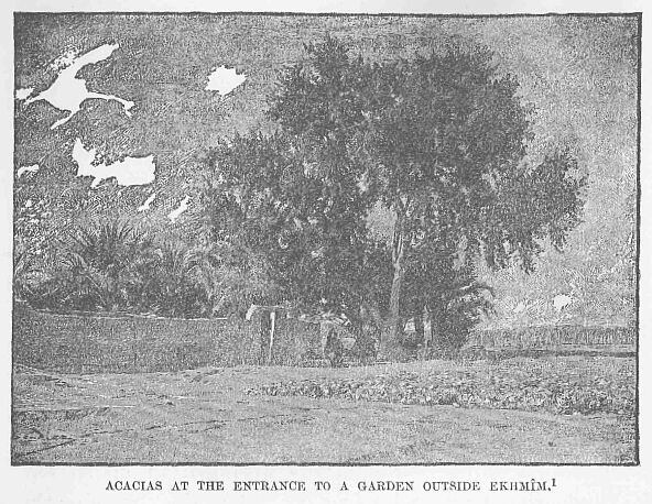 40.jpg Acacias at the Entrance to a Garden Outside
Ekhm�m. 1 
